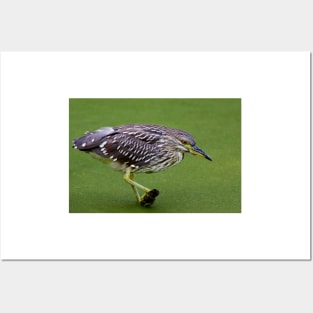 Juvenile Black-crowned Night Heron Posters and Art